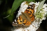 Thistle butterfly sitting on a blooming white butterfly bush - painted lady - (Vanessa cardui) (Cynthia cardui)