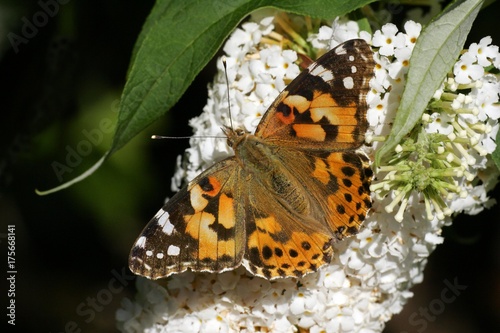 Thistle butterfly sitting on a blooming white butterfly bush - painted lady - (Vanessa cardui) (Cynthia cardui)