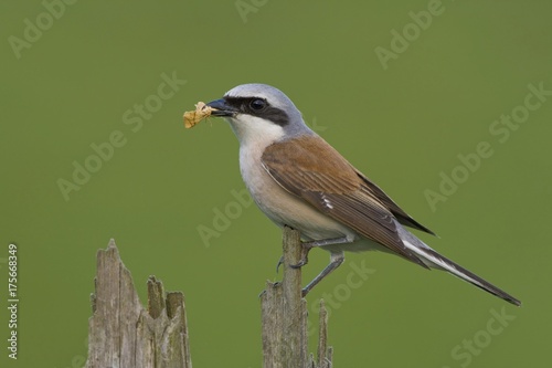 Red-backed shrike (Lanius collurio) with prey photo