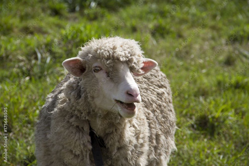 sheep farm in pampas argentina, province of santa fe