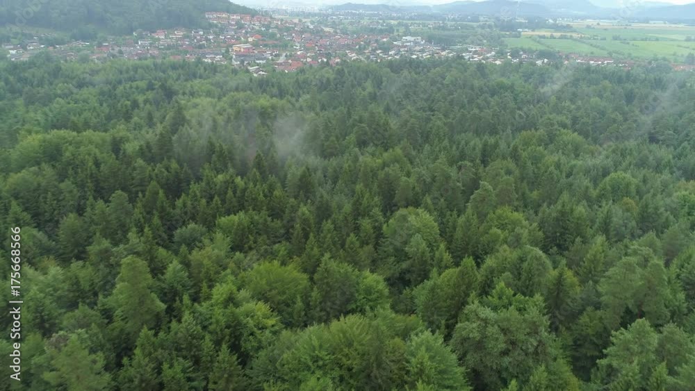 AERIAL Flying trough morning mist above spruce forest towards idyllic suburban town. Thin clouds of fog rising from lush conifer forest, peaceful countryside town in background. Quiet suburbia houses AERIAL Flying trough morning mist above spruce forest towards idyllic suburban town. Thin clouds of fog rising from lush conifer forest, peaceful countryside town in background. Quiet suburbia houses