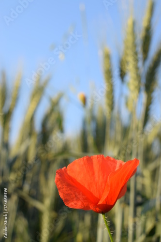 papavero