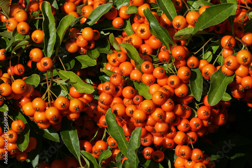 Firethorn cultivar Orange Glow - pyracanth - evergreen thorn (Pyracantha hybrid Orange Glow)
