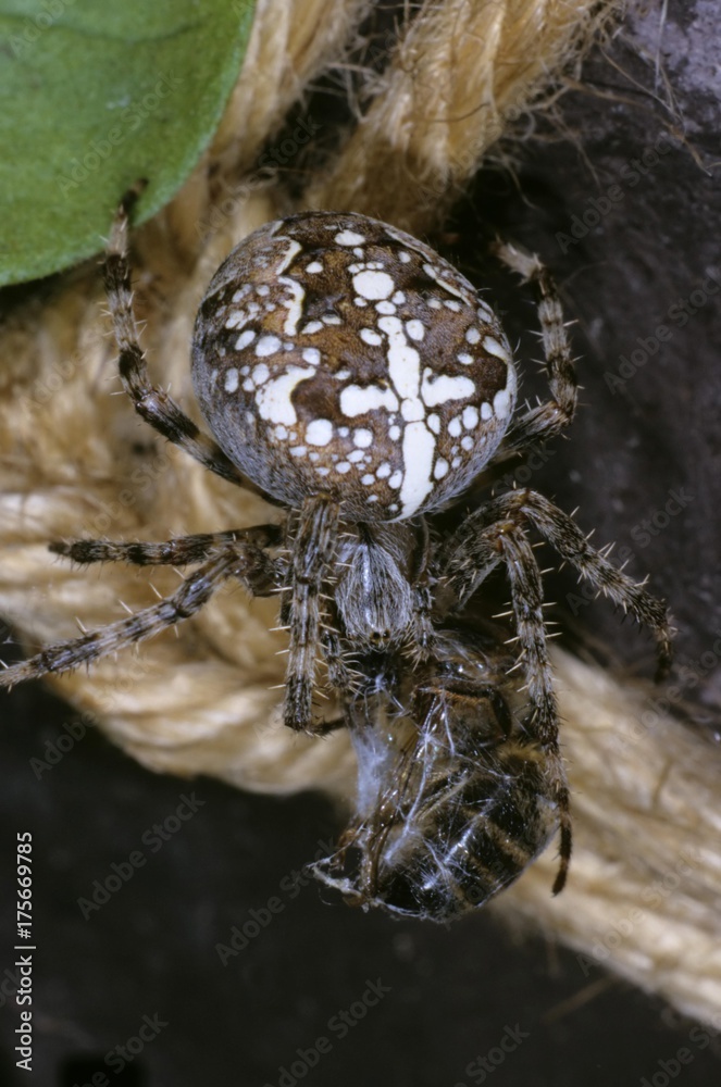 Cross Spider (Araneus diadematus) with honey-bee as prey Cross Spider (Araneus diadematus) with honey-bee as prey