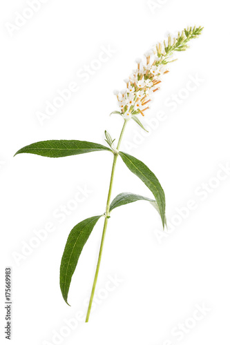 Buddleia or Buddleja or Butterfly Bush Flower on a white background