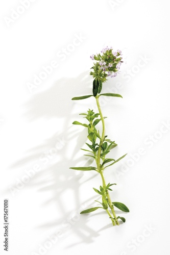 Thyme  Thymus 