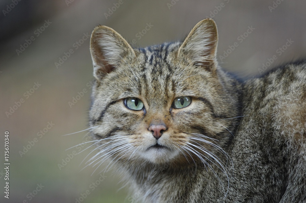 European Wildcat (Felis silvestris)