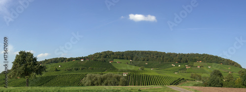Viniculture region Falkenstein near Donnersdorf, Donnersdorf, Lower Franconia, Bavaria, Germany, Europe