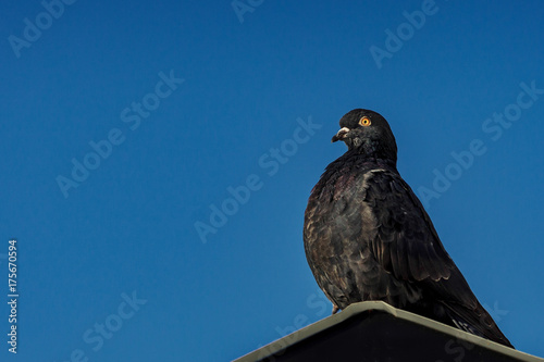 Pigeon against blue sky