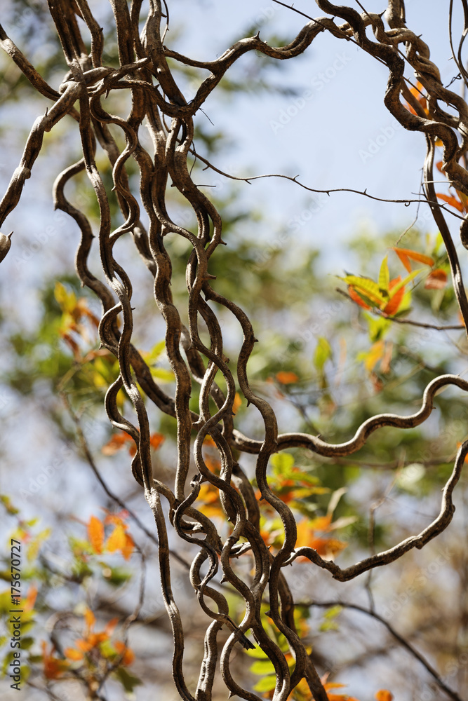 Monkey Ladder liana (Bauhinia sp.), Palo Verde National Park, Guanacaste, Costa Rica, Central America