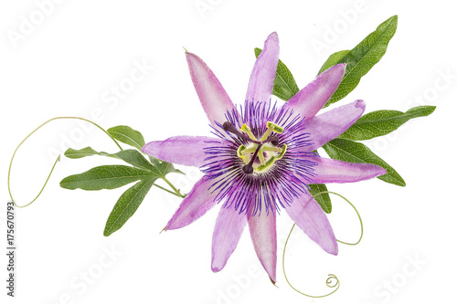 violet colored passion flower isolated on white