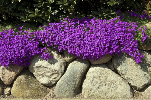 Blooming Aubretia (Aubrieta cultorum, Aubrieta-Hybride) on a stonewall, rhododendrons below photo