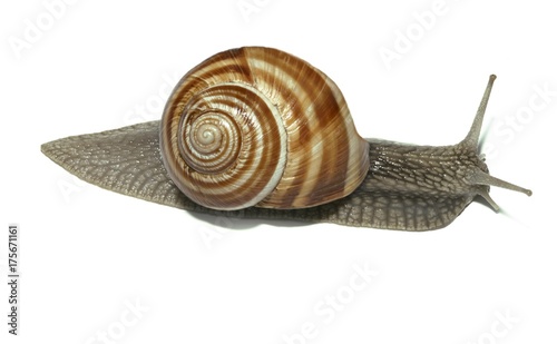 Burgundy snail, Roman snail, edible snail or escargot (Helix pomatia)