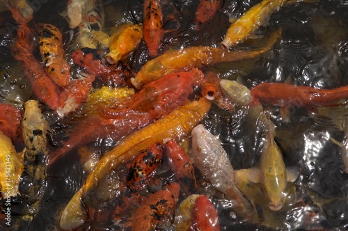 Фотография Koi carps during feeding