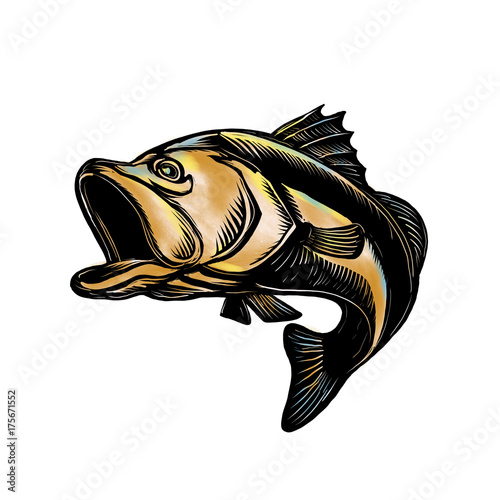 Largemouth Bass Scratchboard