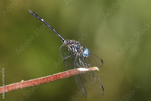 Dragonfly Micrathyria aequalis, Costa Rica, Central America photo