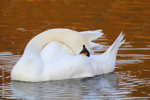 Mute Swan (Cygnus olor), head and beak tucked into its feathers photo