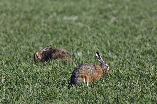 European hares (Lepus europaeus) © imageBROKER