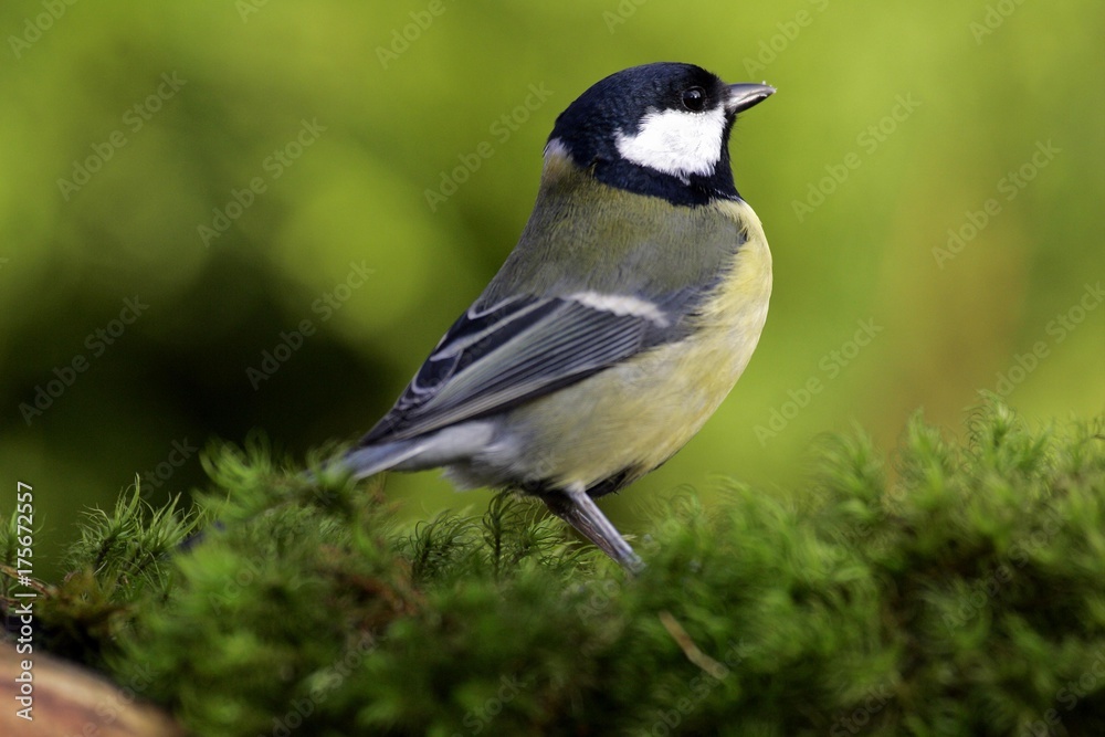 Great tit - tits (Parus major) Great tit - tits (Parus major)
