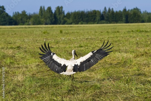 White Stork (Ciconia ciconia) landing, Lake Peipus, Peipsi jaerv, Estonia, Baltic States, Northeast Europe, Europe
