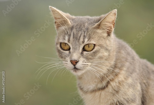 Young grey tabby cat  portrait