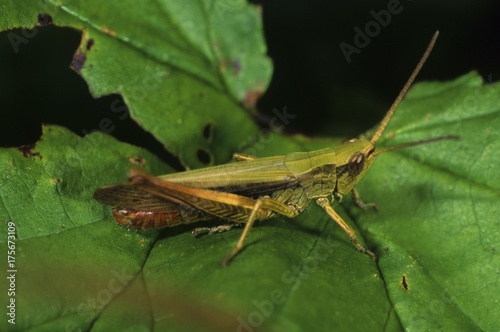 Steppe grasshopper, Chorthippus, dorsatus, male