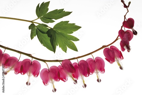 Bleeding Heart (Dicentra) photo