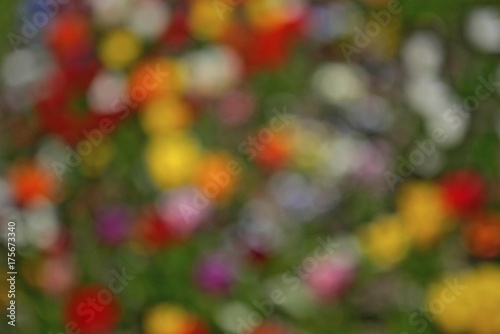 Colourful flowers, out-of-focus © imageBROKER