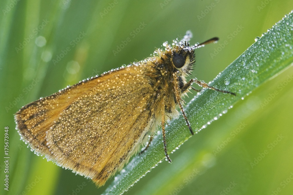 Obraz premium Large Skipper Butterfly (Ochlodes sylvanus)
