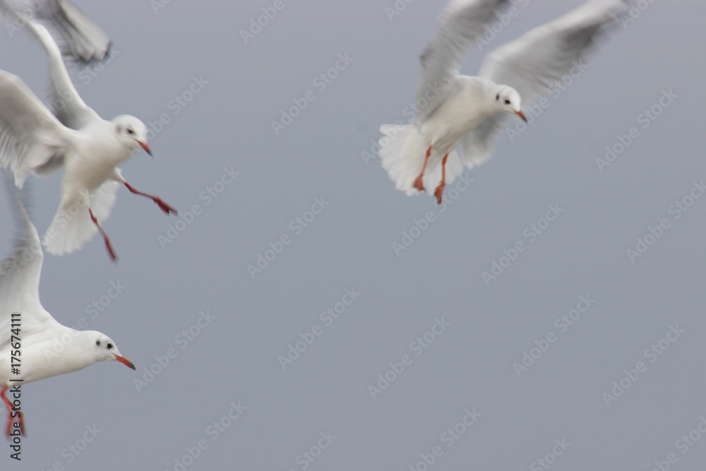 Fototapeta premium zwei fliegende möven