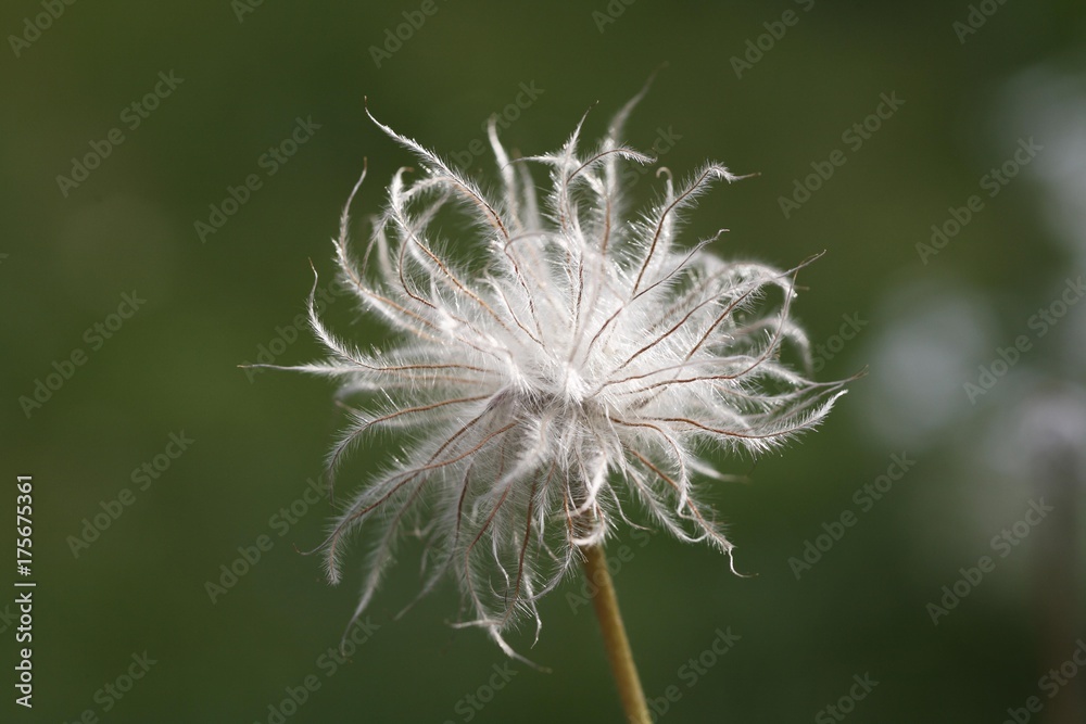 Fototapeta premium Infructescence, Spring Anemone, Pulsatilla vulgaris, Germany, Europe