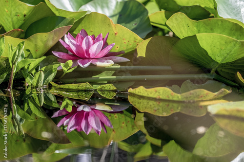 reflection of a water lily blooming in a still pond