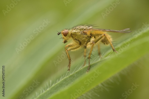 Fly (Brachycera) on lupine leaf