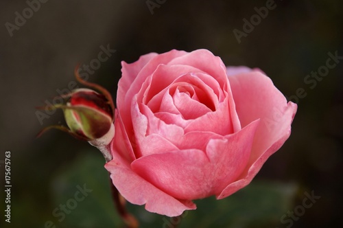 Rose Bloom (Rosa) and rosebud, Wachenroth, Middle Franconia, Bavaria, Germany, Europe
