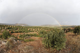 Rainbow above olive grove, Eastern Crete, Greece, Europe