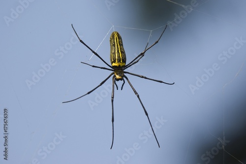 Canvas Print Giant Wood Spider (Nephila maculata), Pench National Park, Madhya Pradesh, India