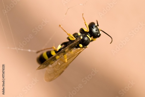 Wasp (Cerceris arenaria) captured in a cobweb photo