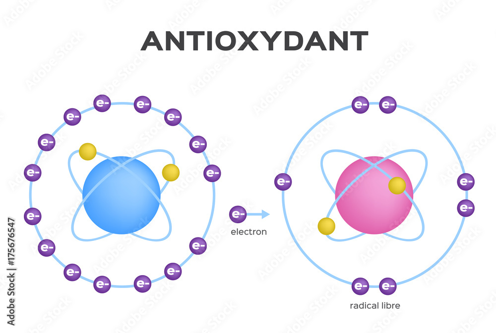 free radical and Antioxidant vector . Antioxidant donates electron to