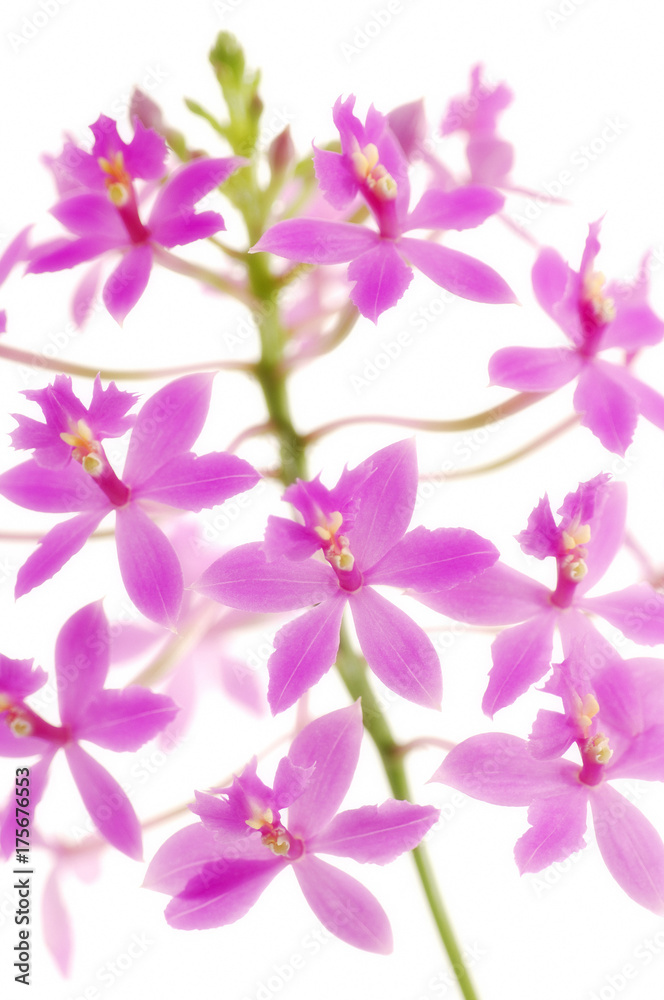 Obraz premium Orchid Epidendrum Purple
