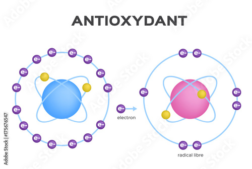 free radical and Antioxidant vector . Antioxidant donates electron to Free radical . infographic