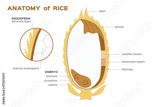 rice infographics . vector illustration infographic photo