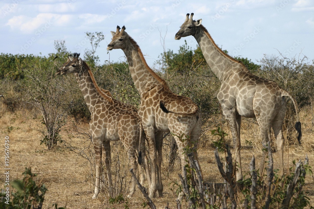 Obraz premium Three giraffes (Giraffa camelopardalis), Botswana, Africa