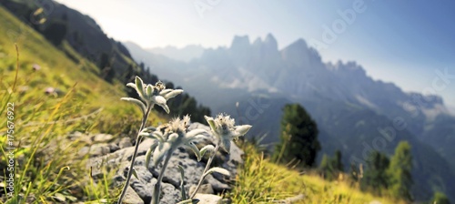 Edelweiss (Leontopodium nivale), Geisler group at the back, Aferer Geisler mountains, Villnoesstal valley, province of Bolzano-Bozen, Italy, Europe photo