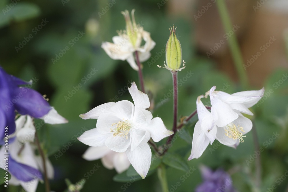 Columbine, Aquilegia vulgaris, garden plant, Germany, Europe Columbine, Aquilegia vulgaris, garden plant, Germany, Europe