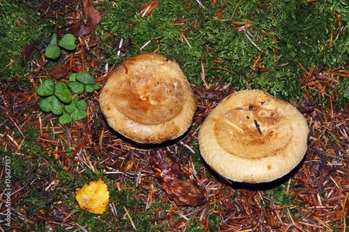 Mushrooms on forest floor, Brown Roll-rim (Paxillus involutus)