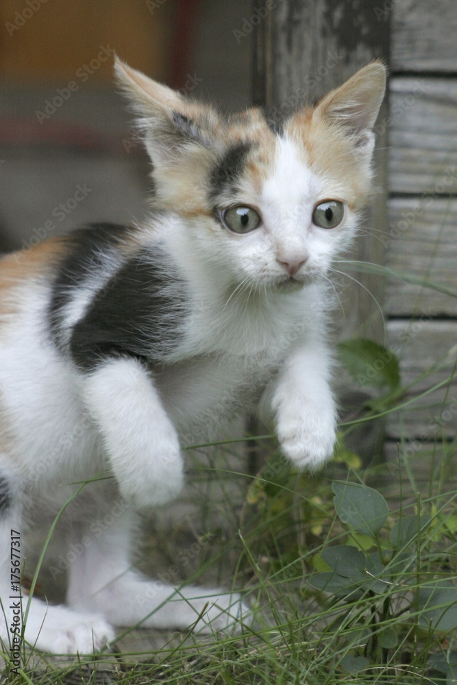 Sneaking kitten Sneaking kitten
