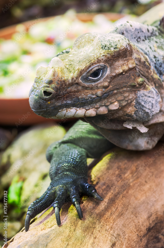 Obraz premium Varanus on a tree trunk looking at camera vertical view