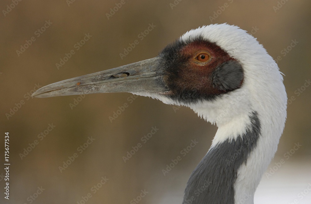White-naped Crane (Grus vipio)