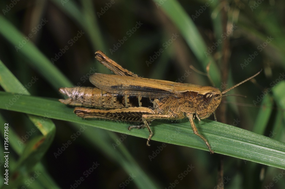 Common green grasshopper, Omocestus viridulus, female Common green grasshopper, Omocestus viridulus, female