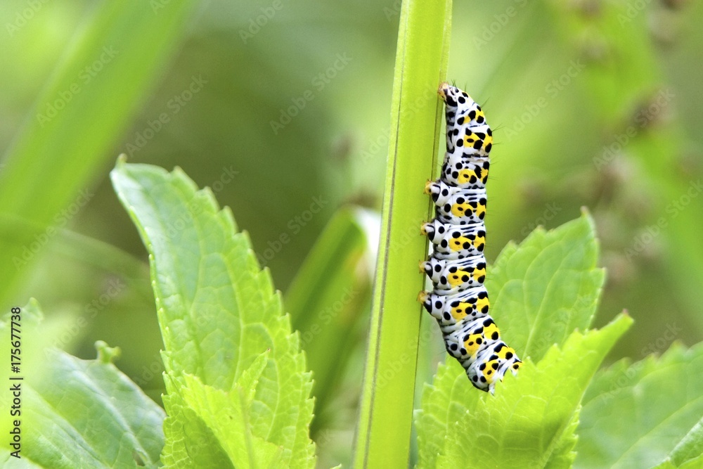 Mullein caterpillar (cucillia vrbasci)